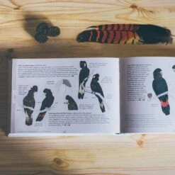 Where Birds Sing And Wildflowers Dance − Jason Tyndall -Nomad s Choice 1228542 where birds sing and wildflowers dance