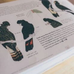 Where Birds Sing And Wildflowers Dance − Jason Tyndall -Nomad s Choice 1228545 where birds sing and wildflowers dance