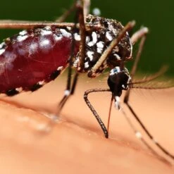 Bushman Insect Repellent Aerosol -Nomad s Choice 1256267 insect repellent aerosol